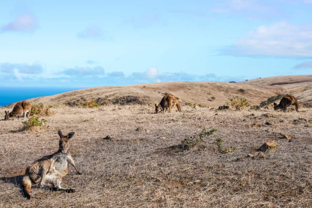 Blowhole Beach Kangaroos