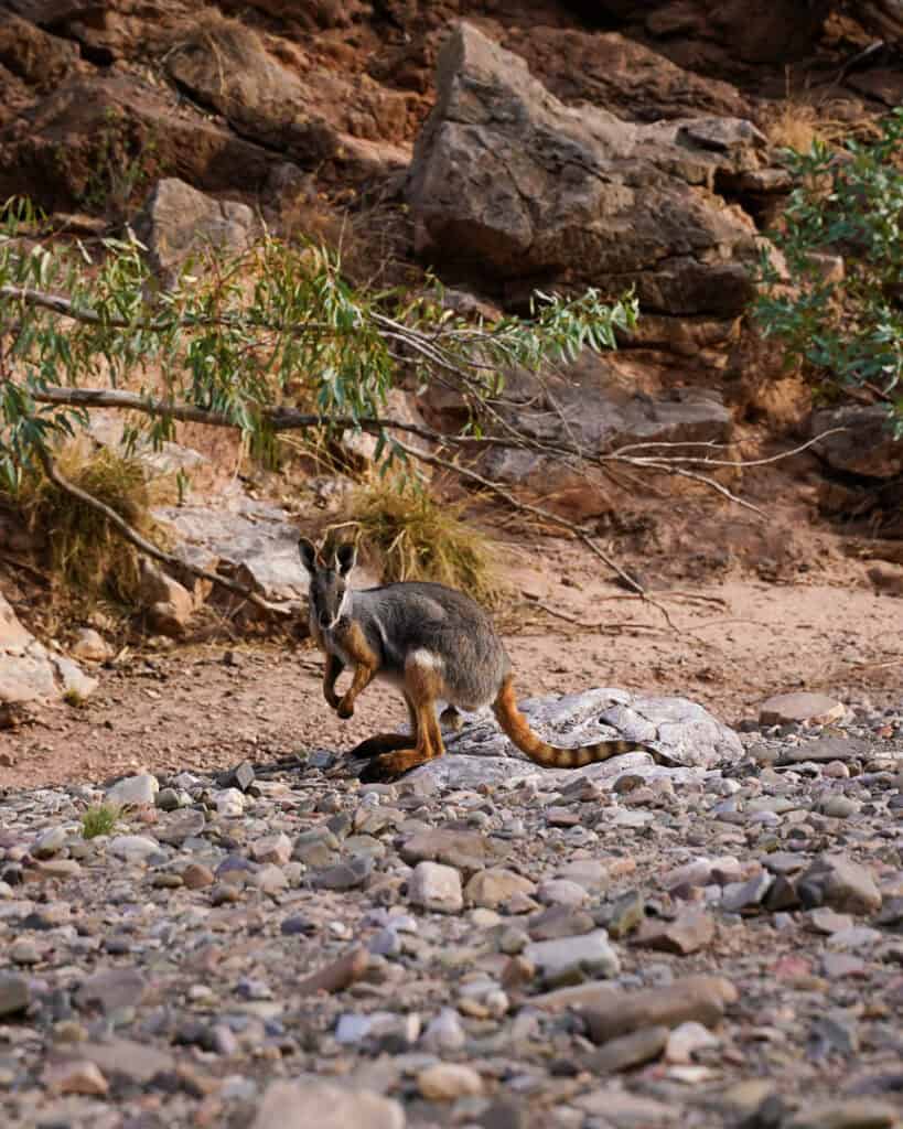 Yellow Footed Rock Wallaby
