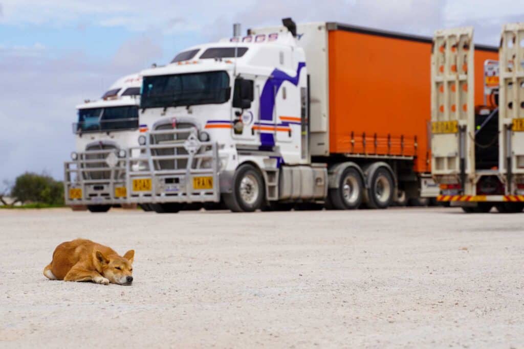 dingo at the nullarbor road house