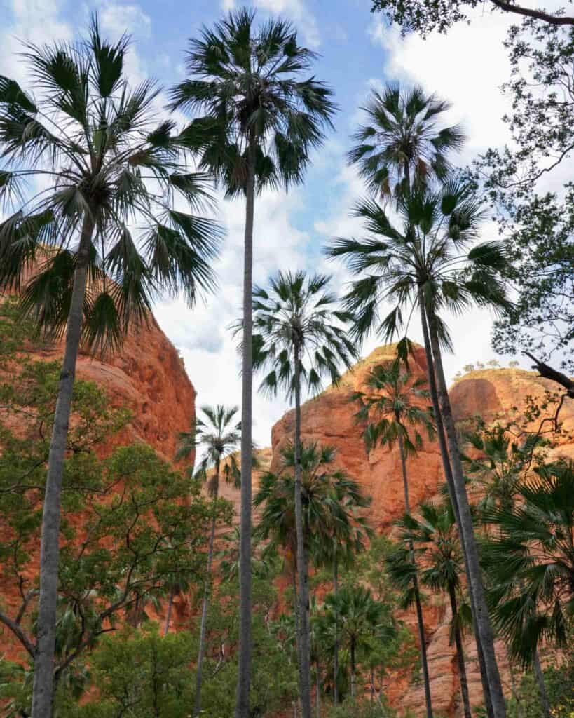 Mini Palms Gorge